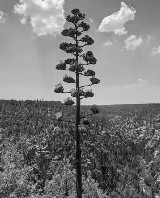 Gemini_Generated_Image_ayt4yzayt4yzayt4 2