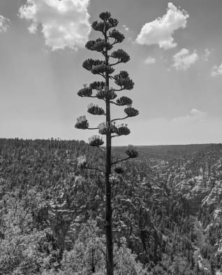 Gemini_Generated_Image_ayt4yzayt4yzayt4 2